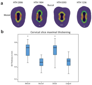 Micro-CT Dental Imaging